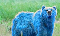 stollepanda's Bluebeary