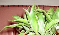 Pine Grapple (Grape Rancher)