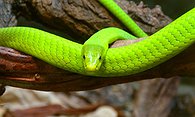 Green Mamba