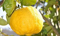 Orange  Lemon
