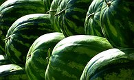 Menthol  Melons
