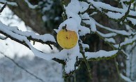 Frozen Apple