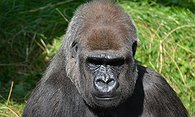 Gorilla Clone