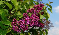 lilan