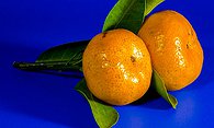 Arnies Citrus Sensation