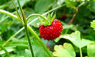 Strawberry Bubblicious