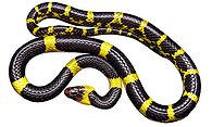 Schlangenl v2 Snake Oil clone