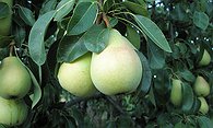 peachy pears