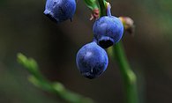 Blueberry Wild