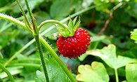 Absinthe Strawberry