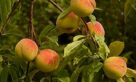 Juicy Peach