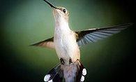 Hummingbird